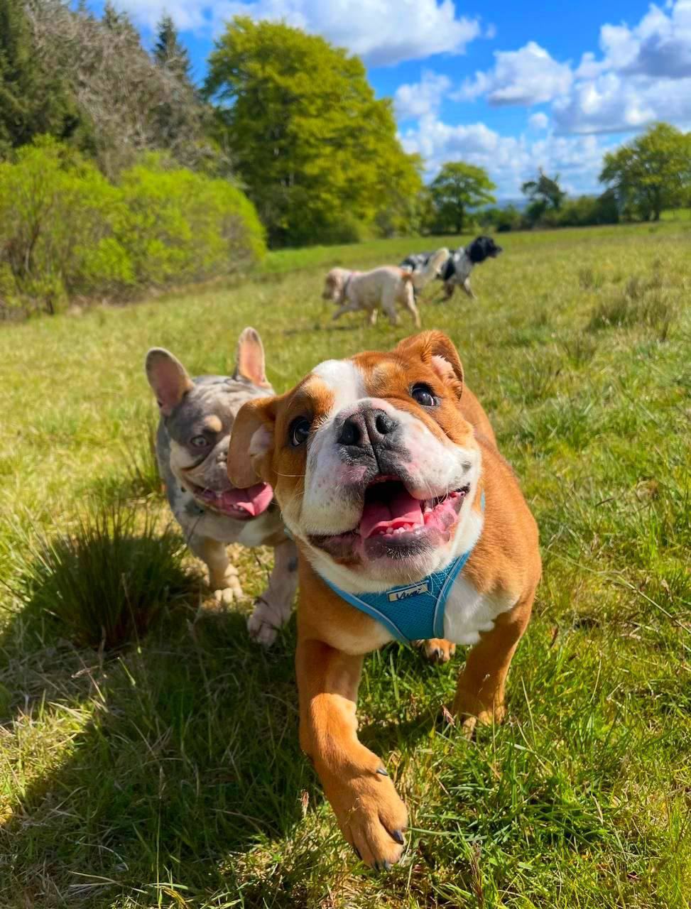 Happy dogs running through a buttercup meadow at Skool of Drool