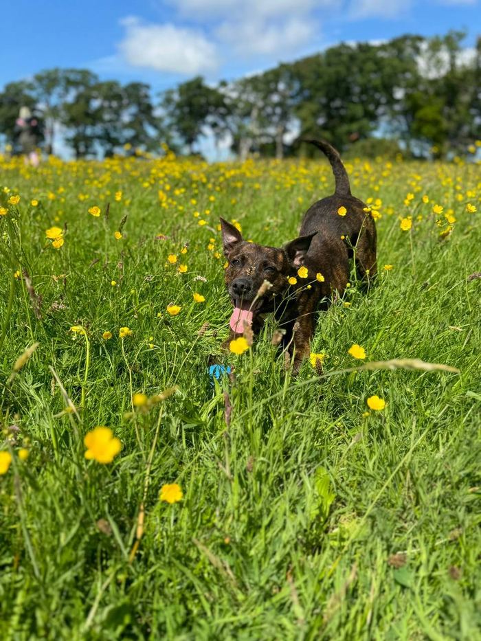 Terrier racing through the meadow