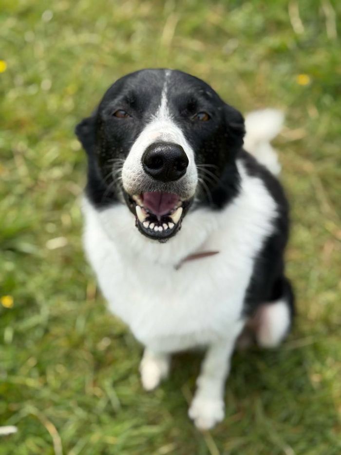 Border collie smiling at the camera