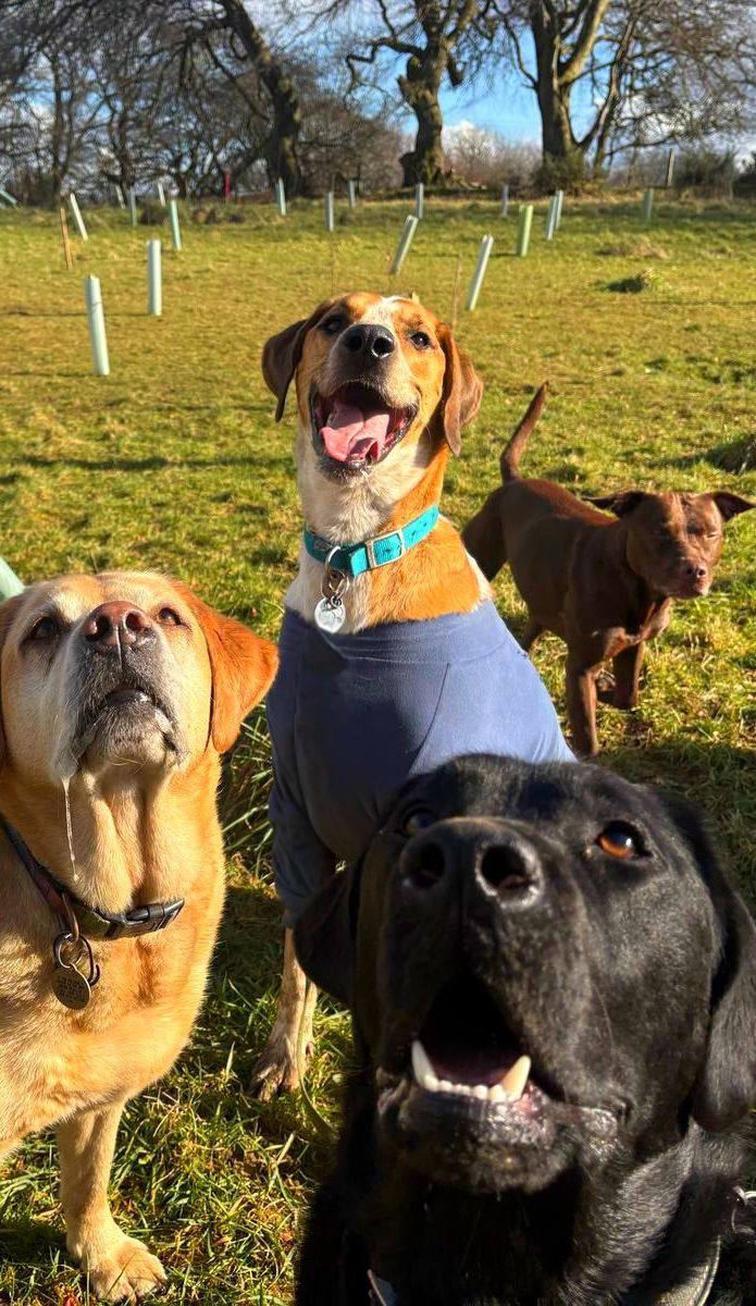 A happy group of dogs in the field