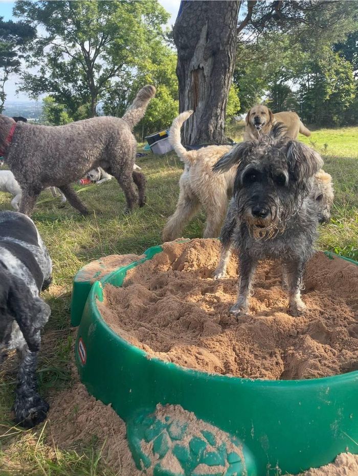 Dogs playing in the sandpit