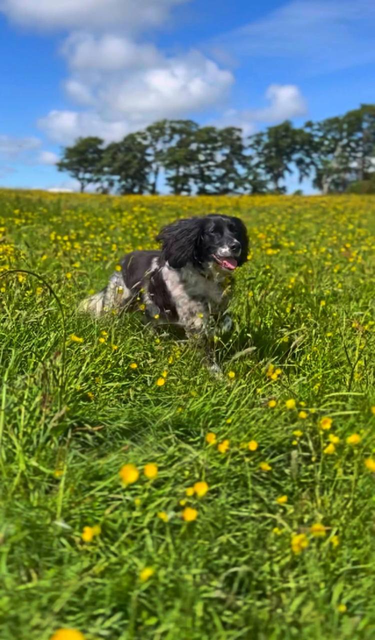 Dogs running free in nature