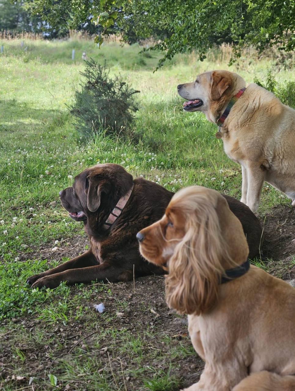 Dogs resting and resetting